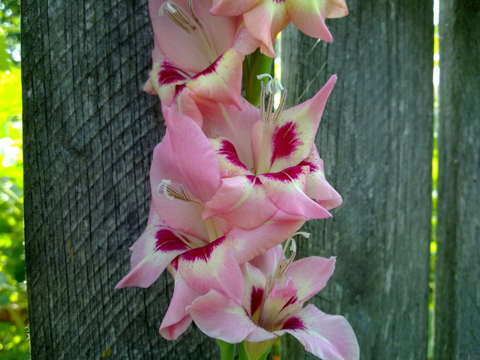 16072011012 - GLADIOLE 2011