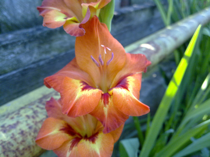 16072011013 - GLADIOLE 2011