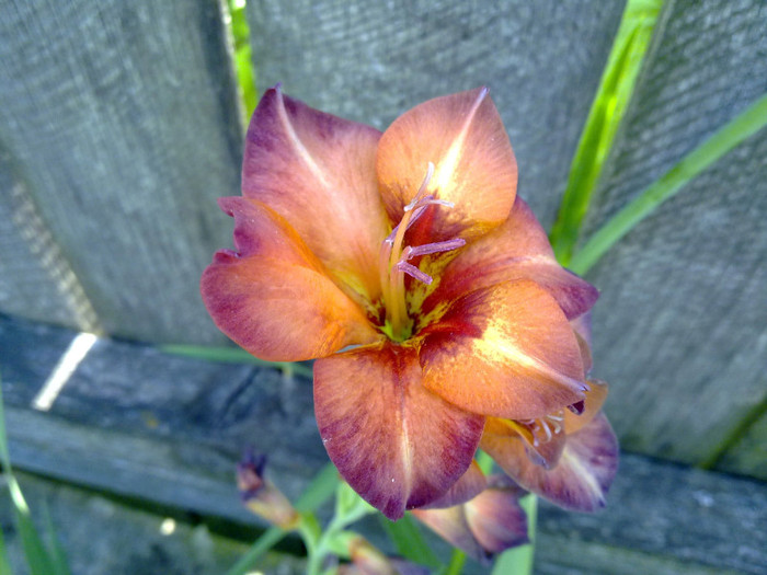 16072011015 - GLADIOLE 2011