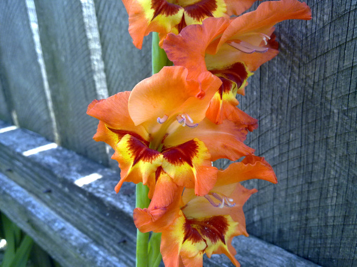 16072011017 - GLADIOLE 2011