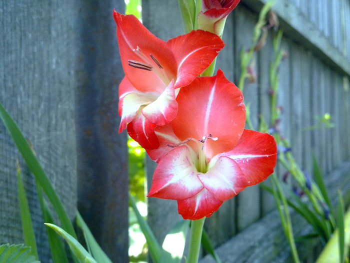 16072011018 - GLADIOLE 2011