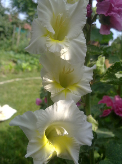 17072011030 - GLADIOLE 2011