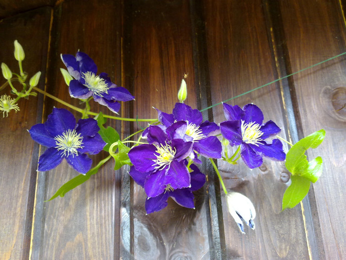 clematita indigo