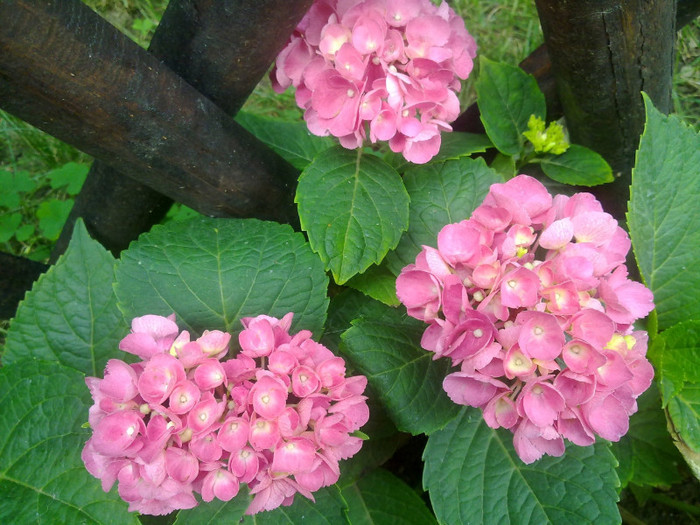 hortensie - VARA 2011