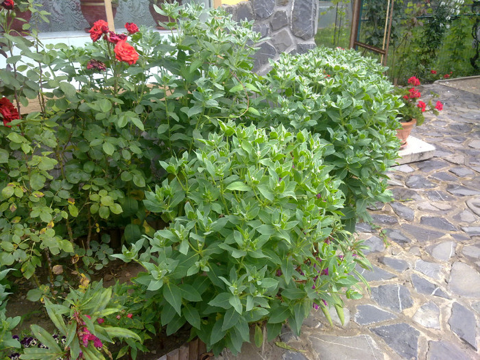 tufe - planta necunoscuta - VARA 2011
