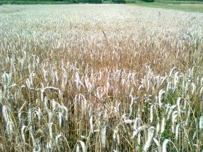 In ziua recoltarii - Cereale si plante tehnice