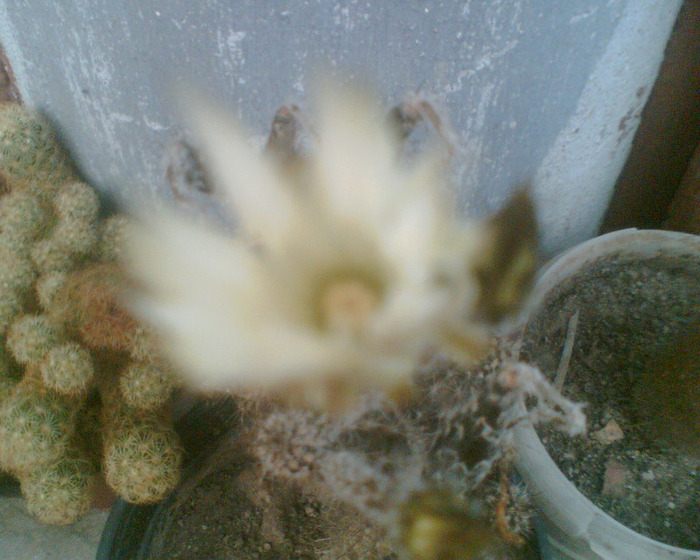 Picture 345 - cactusi infloriti