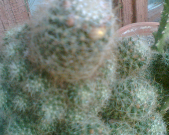 Picture 306 - cactusi infloriti