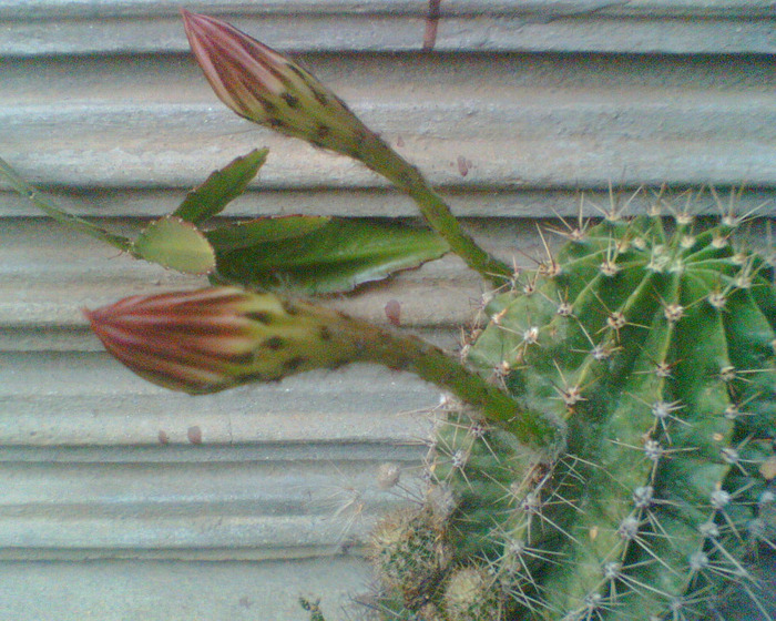 Picture 311 - cactusi infloriti