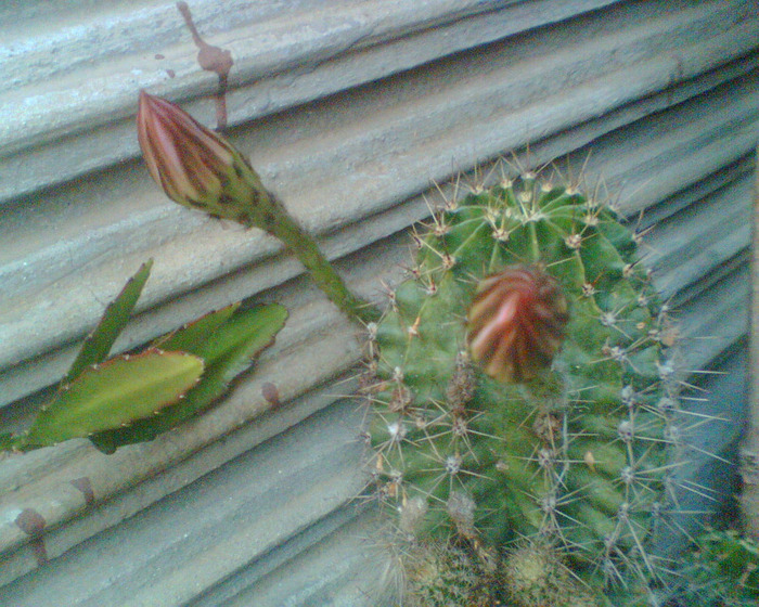 Picture 312 - cactusi infloriti