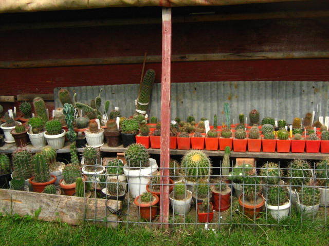 Picture 291 - cactusii mei
