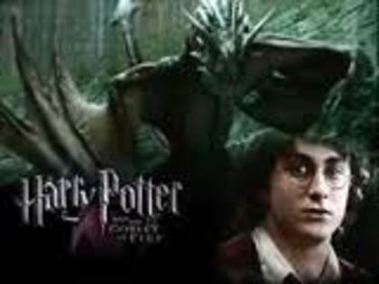 images (18) - Poze Harry Potter