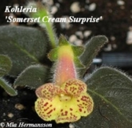 Somerset Cream Surprise    pierduta - kohlerii