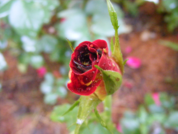 Hocus-Pocus; Floribunda,floare mica-medie,7cm,30 petale,parfum slab(0-1 din 5 puncte)h0,5-0,8m(instabil)
