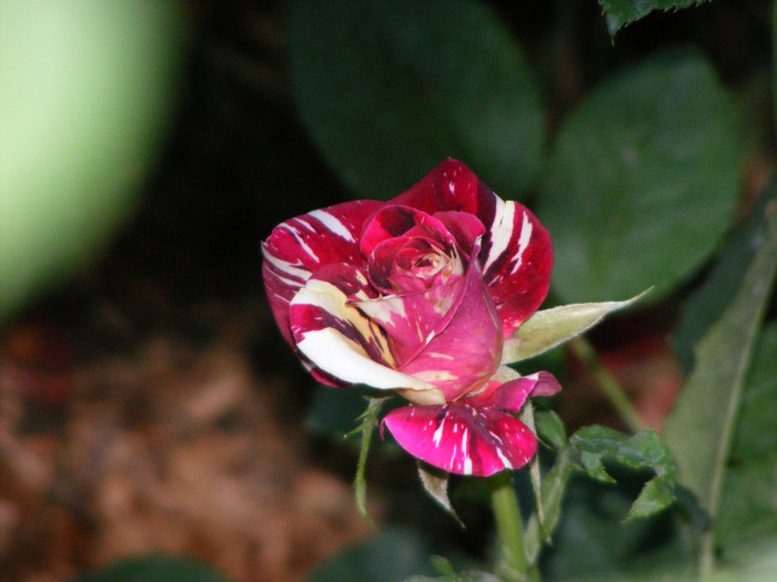 Hocus-Pocus; Floribunda,floare mica-medie,7cm,30 petale,parfum slab(0-1 din 5 puncte)h0,5-0,8m(instabil,reversibi

