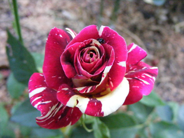 Hocus-Pocus; Floribunda,floare mica-medie,7cm,30 petale,parfum slab(0-1 din 5 puncte)h0,5-0,8m(instabil,reversibi
