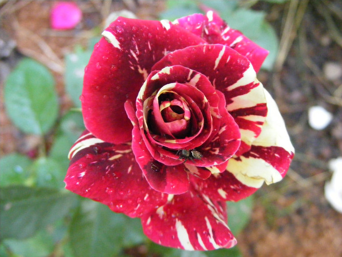 Hocus-Pocus; Floribunda,floare mica-medie,7cm,30 petale,parfum slab(0-1 din 5 puncte)h0,5-0,8m(instabil,reversibi
