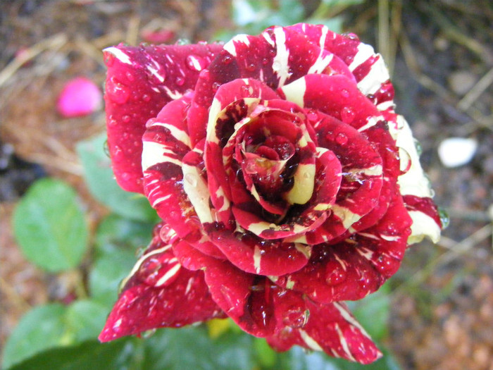 Hocus-Pocus; Floribunda,floare mica-medie,7cm,30 petale,parfum slab(0-1 din 5 puncte)h0,5-0,8m(instabil,reversibi
