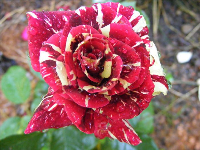 Hocus-Pocus; Floribunda,floare mica-medie,7cm,30 petale,parfum slab(0-1 din 5 puncte)h0,5-0,8m(instabil,reversibi
