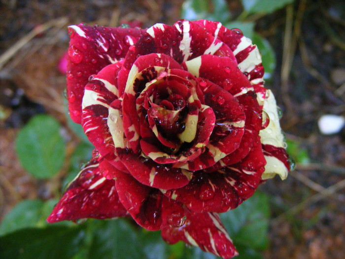 Hocus-Pocus; Floribunda,floare mica-medie,7cm,30 petale,parfum slab(0-1 din 5 puncte)h0,5-0,8m(instabil,reversibi
