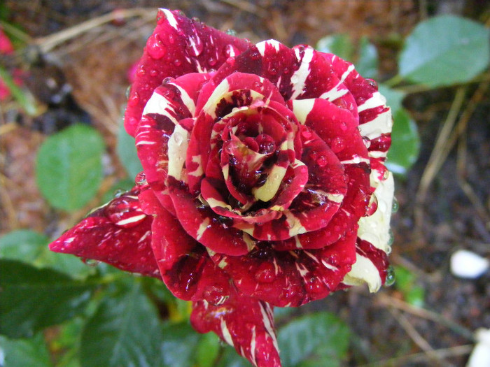 Hocus-Pocus; Floribunda,floare mica-medie,7cm,30 petale,parfum slab(0-1 din 5 puncte)h0,5-0,8m(instabil,reversibi
