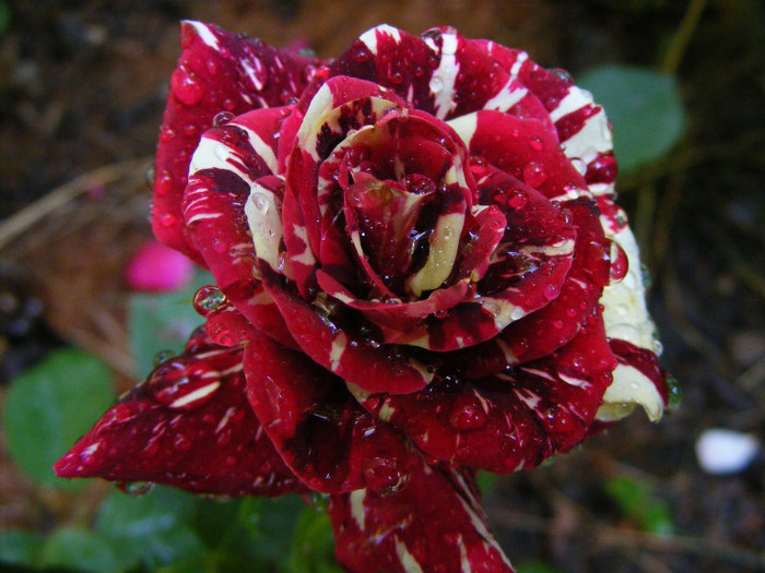 Hocus-Pocus; Floribunda,floare mica-medie,7cm,30 petale,parfum slab(0-1 din 5 puncte)h0,5-0,8m(instabil,reversibi
