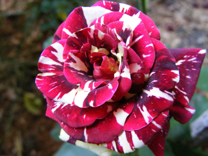 Hocus-Pocus; Floribunda,floare mica-medie,7cm,30 petale,parfum slab(0-1 din 5 puncte)h0,5-0,8m(instabil,reversibi
