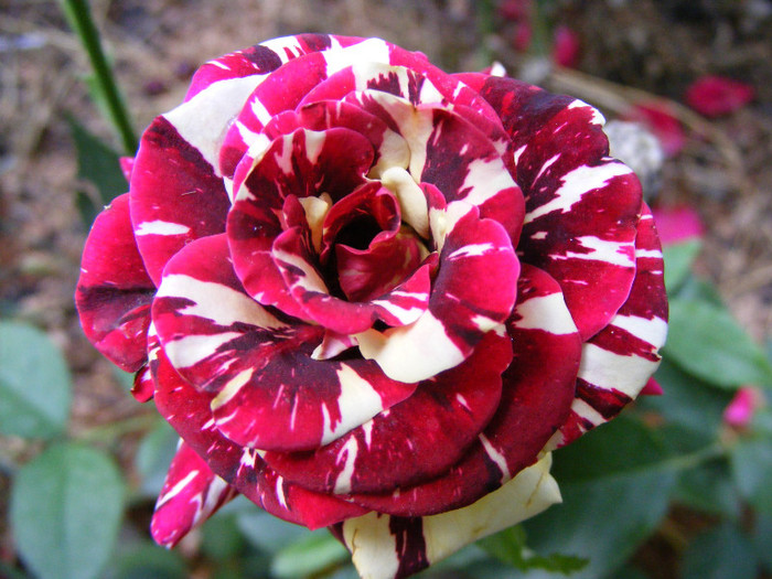 Hocus-Pocus; Floribunda,floare mica-medie,7cm,30 petale,parfum slab(0-1 din 5 puncte)h0,5-0,8m(instabil,reversibi
