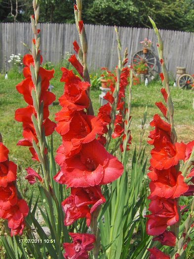 gladiole - 07_IULIE
