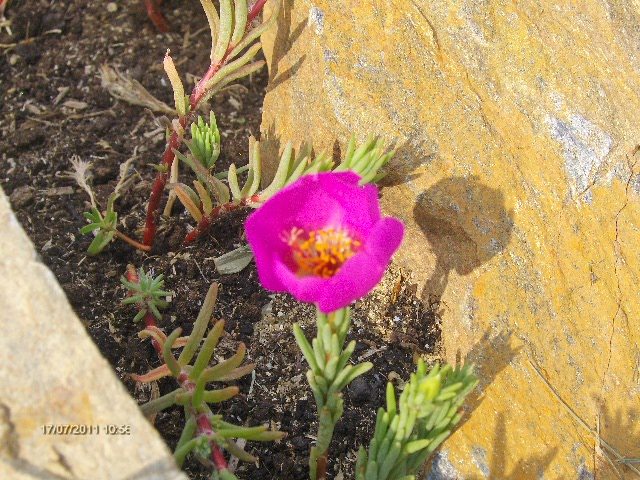 flori de piatra - 07_IULIE