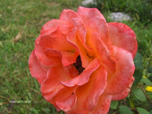 ....tine floarea multe zile - 07_IULIE