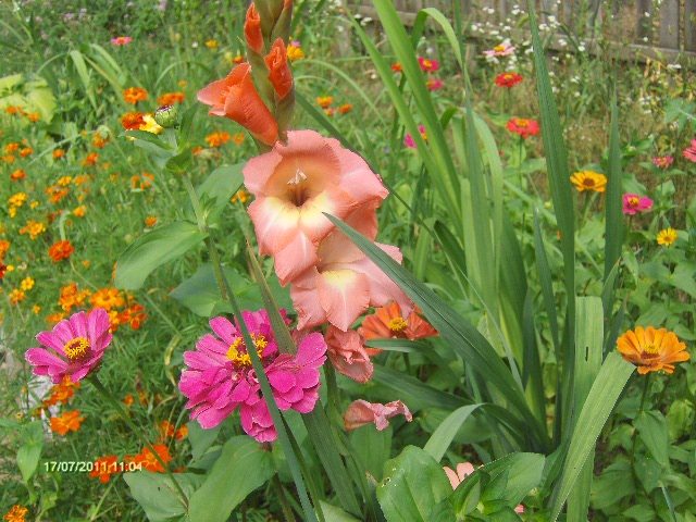 carciumarese,craite,gladiole -colt rustic