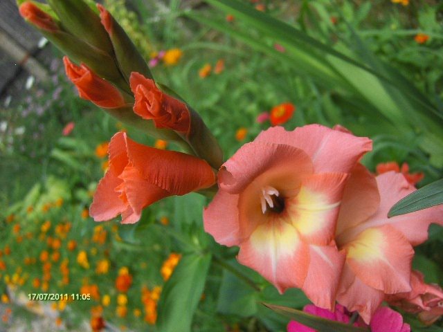 gladiola - somon