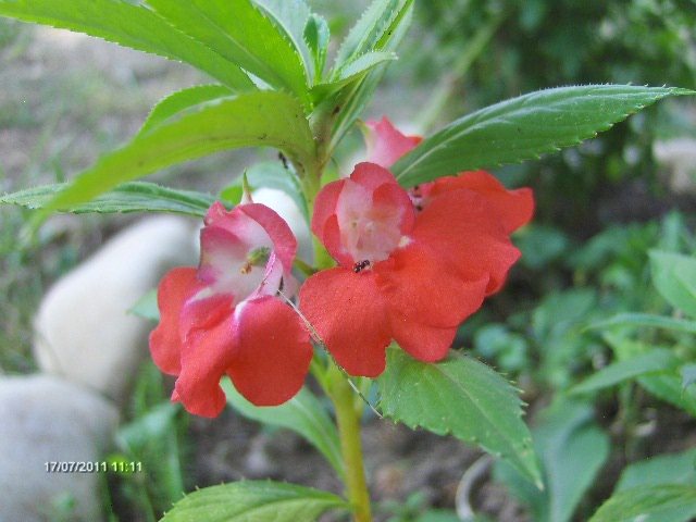 balsamine - 07_IULIE
