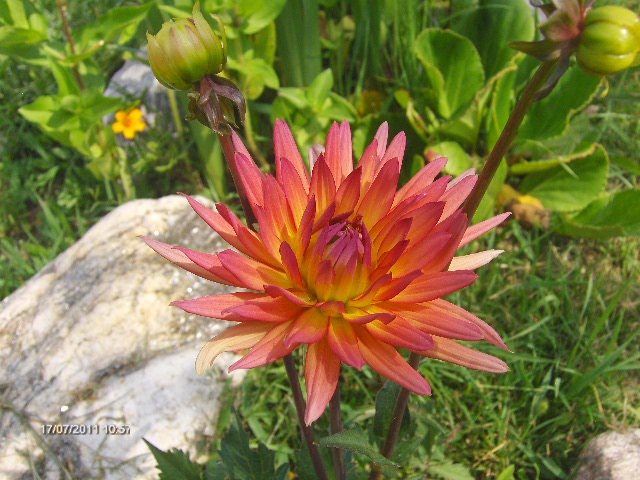 dalia_frumoasa foc !