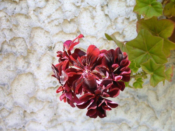 IMAG0040 - Diverse flori