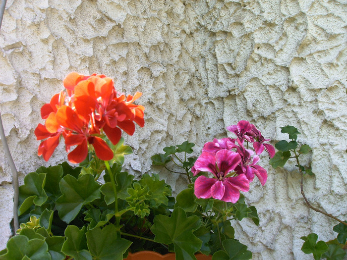 IMAG0041 - Diverse flori