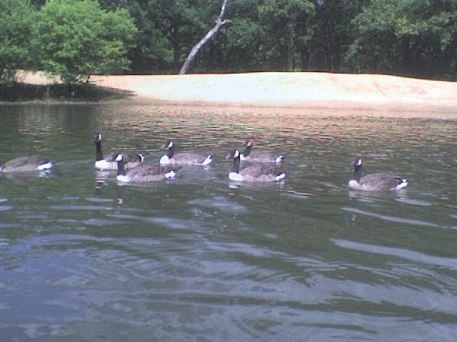 DSC00081 - Diverse poze