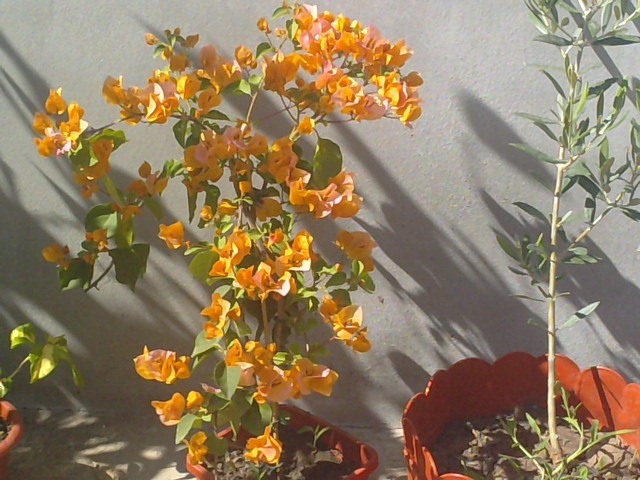 galbena - Bougainvillea