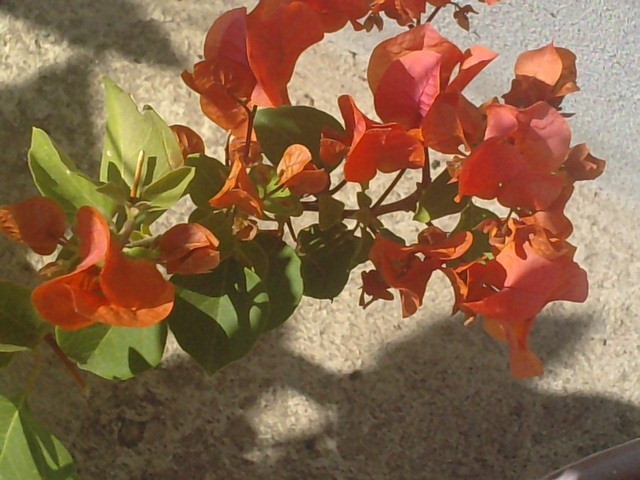 portocalie - Bougainvillea