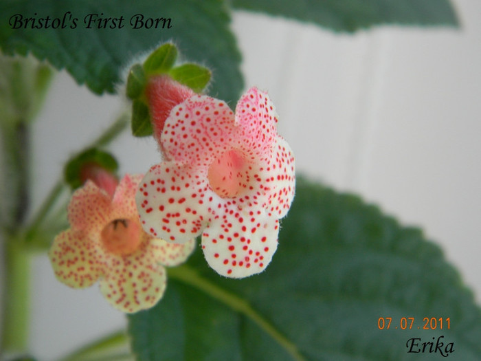 Bristol_s First Born 07-07-2011\'\'\' - 0 - KOHLERII INFLORITE 2010-2011