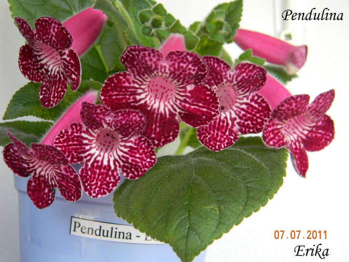 Pendulina 07-07-2011\'\' - 0 - KOHLERII INFLORITE 2010-2011