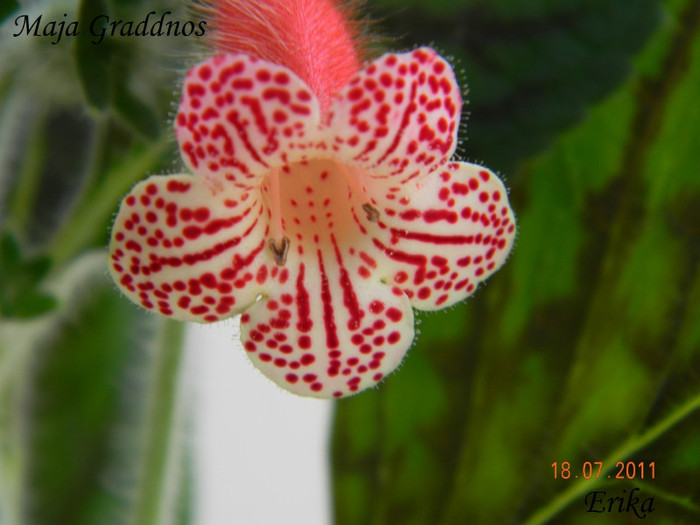 Maja Graddnos 18-07-2011