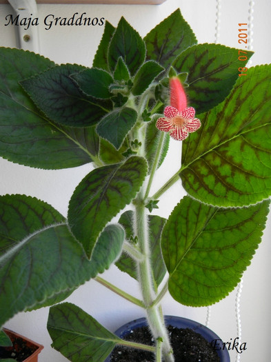 Maja Graddnos 18-07-2011\'\'