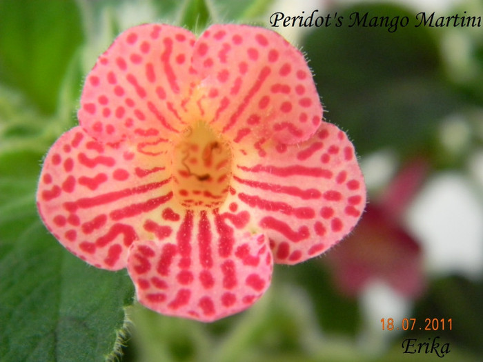 Peridot_s Mango Martini 18-07-2011