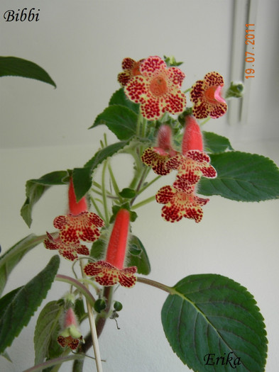 Bibbi 19-07-2011
