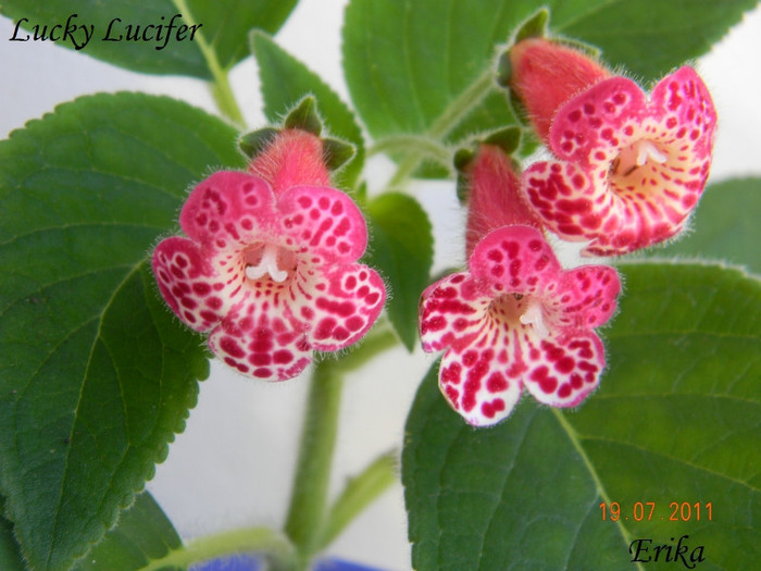 Lucky Lucifer 19-07-2011