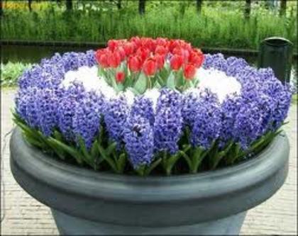 images (5) - Flowers