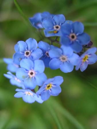 albastrele - Flowers