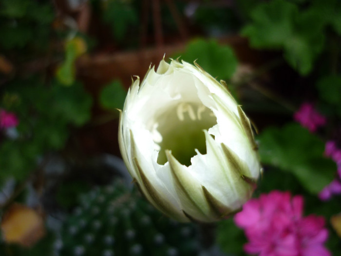 Echinopsis subdenudata - Cactusi
